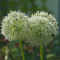 Preview: Allium Hybride 'Mount Everest' - Weißer Riesen-Lauch