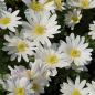 Mobile Preview: Anemone blanda 'White Splendour' - Weiße Frühlings-Anemone