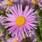 Preview: Aster alpinus 'Happy End' (Alpen-Aster)