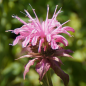 Preview: Monarda Fistulosa-Hybride 'Croftway Pink' (Indianernessel)