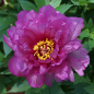 Preview: Paeonia Hybride 'First Arrival' - Pfingstrose (intersektionell)