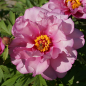Preview: Paeonia Hybride 'First Arrival' - Pfingstrose (intersektionell)