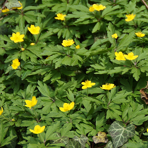 Anemone ranunculoides - Gelbes Windröschen