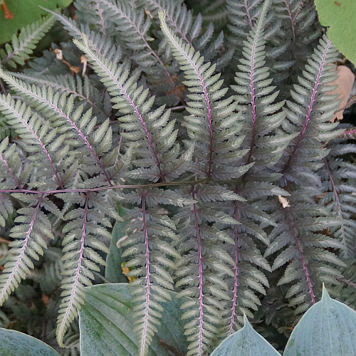Athyrium niponicum 'Metallicum' - Japanischer Regenbogenfarn