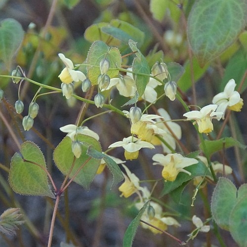 Epimedium x versicolor 'Sulphureum' (Elfenblume)