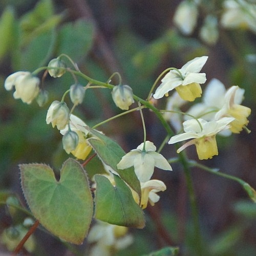 Epimedium x versicolor 'Sulphureum' (Elfenblume)