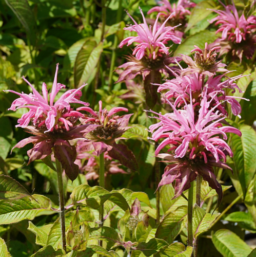 Monarda Fistulosa-Hybride 'Croftway Pink' (Indianernessel)