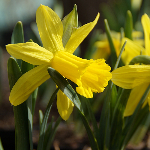 Narcissus 'February Gold' - Cyclamineus-Narzisse