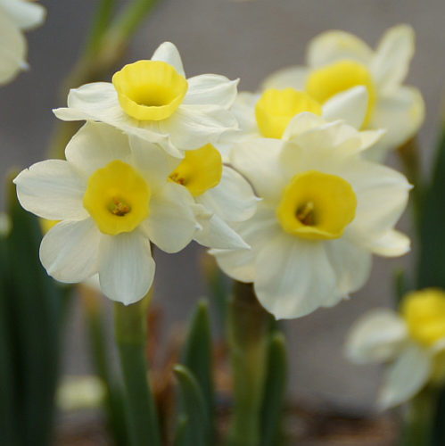 Narcissus 'Minnow' - Tazetten-Narzisse