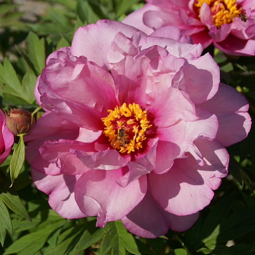 Paeonia Hybride 'First Arrival' - Pfingstrose (intersektionell)