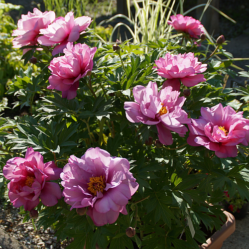Paeonia Hybride 'First Arrival' - Pfingstrose (intersektionell)