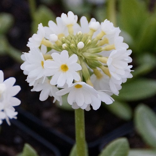 Kugelprimel Primula denticulata Alba Frühlingsblüher 